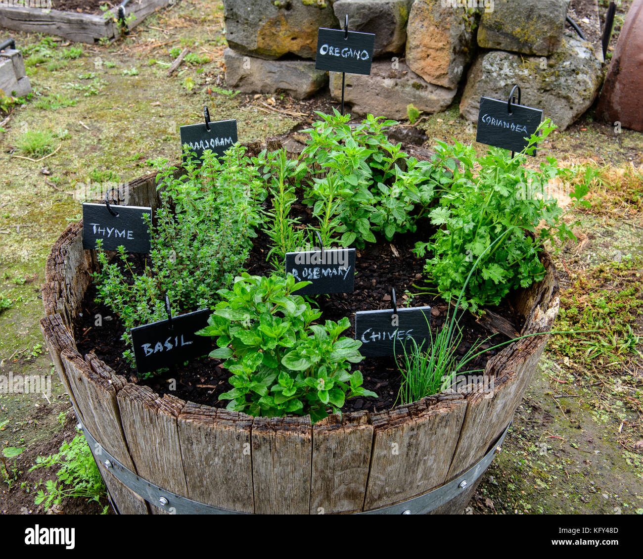 Home grown Herbs in the kitchen garden Stock Photo Alamy