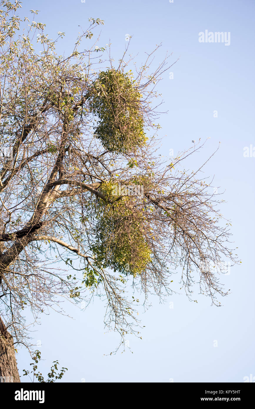 Large clumps of Mistletoe in old tree - Viscum album Stock Photo