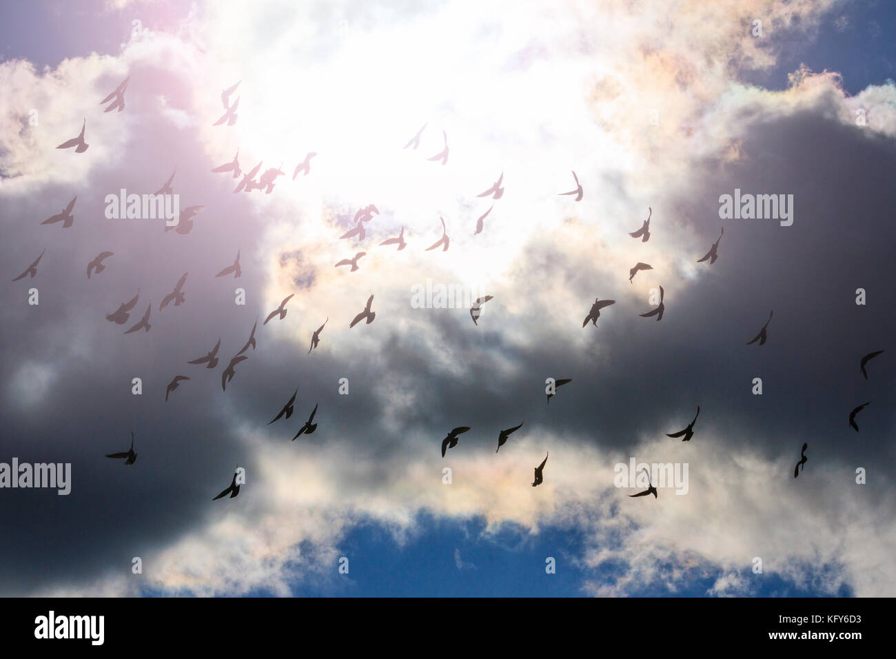 stormy sky flock of pigeons and sunbeam Stock Photo