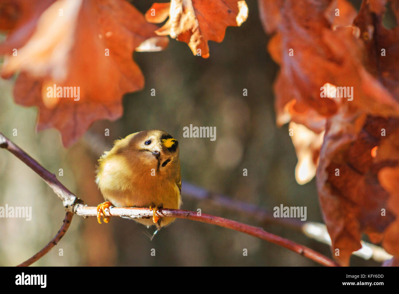 Goldcrest in oak branch with inquisitive eyes Stock Photo