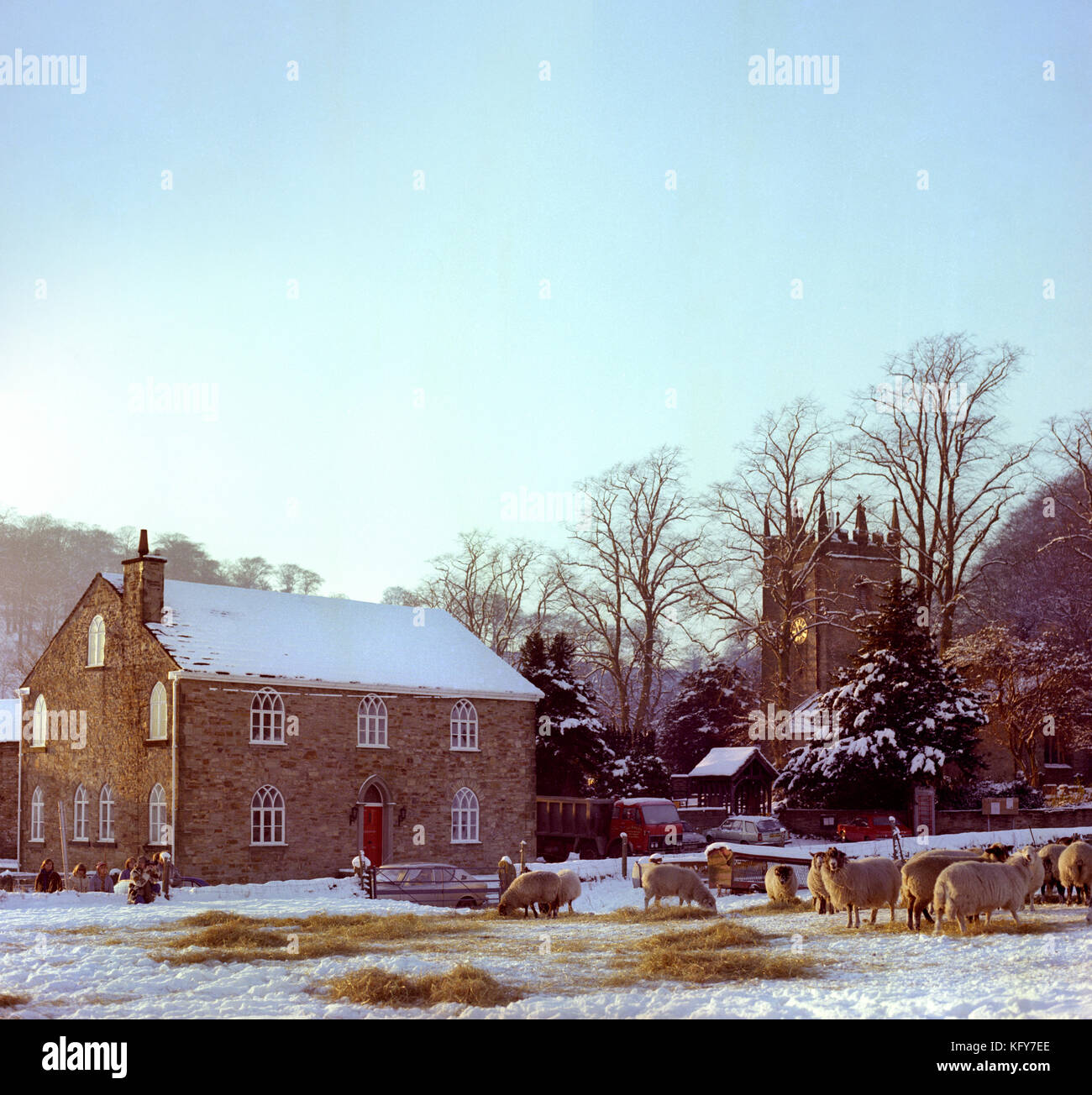 UK, England, Cheshire, Bollington, Pott Shrigley, winter, sheep eating hay by St Christopher’s church Stock Photo