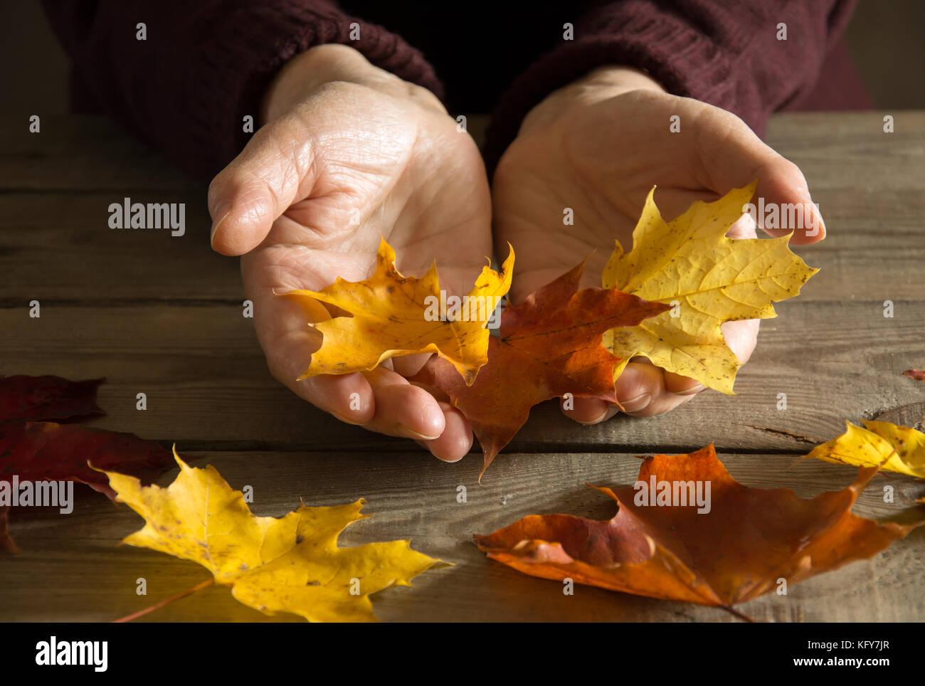 Hands of an old woman holding a handful of autumn leaves Stock Photo