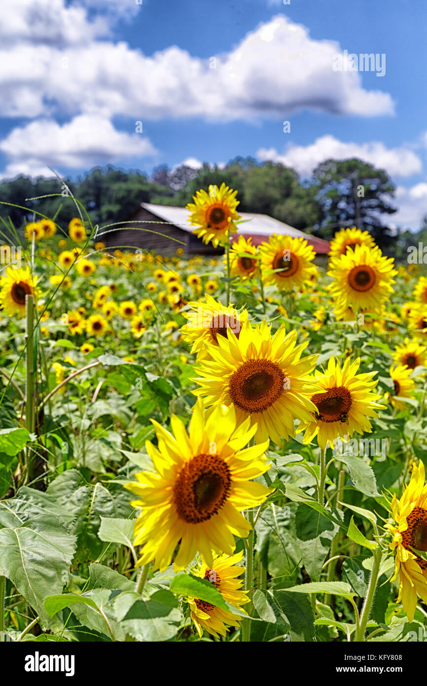 Bright Sunflowers Under Nice Skies Stock Photo - Alamy