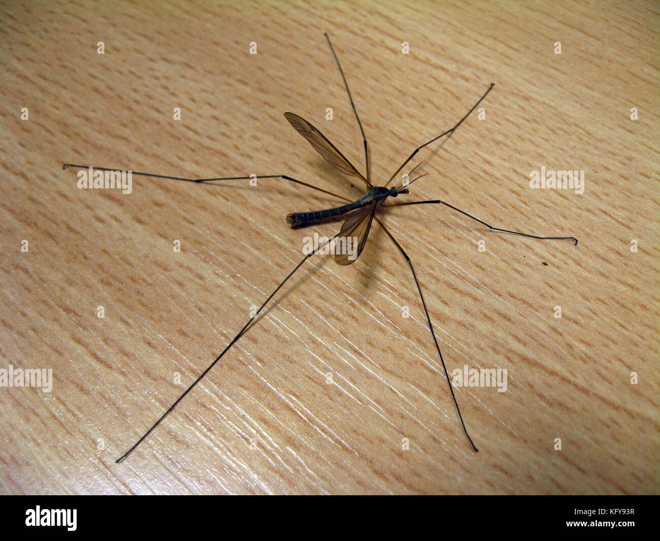 Huge mosquito with long legs on wooden surface Stock Photo