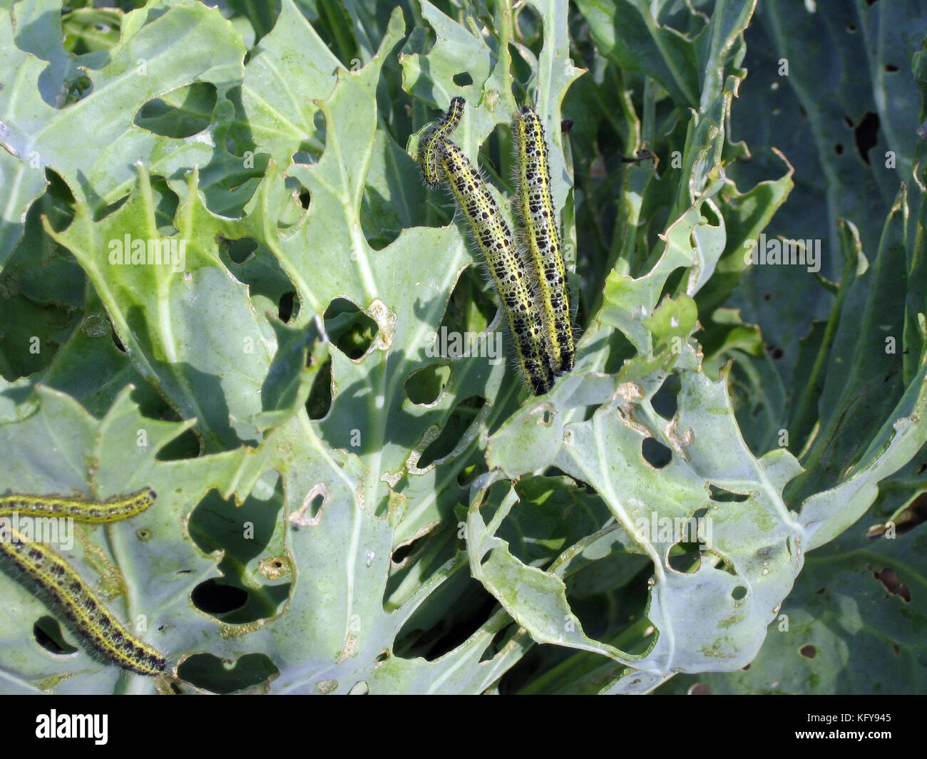Cabbage worms eat holes in the leaves, close up Stock Photo Alamy