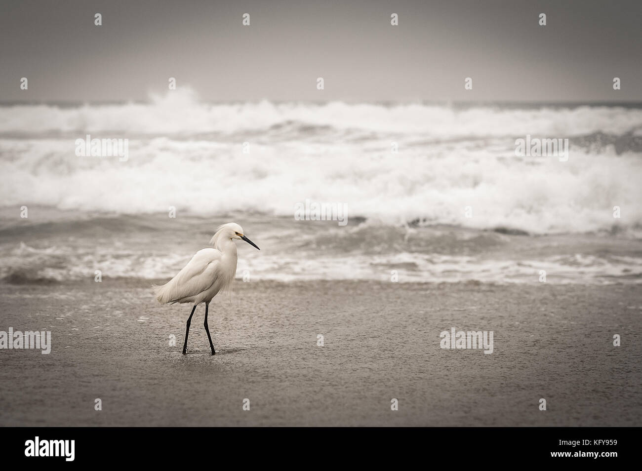 Beautiful White Egret Standing with ocean waves in the background on a foggy morning in Marina Del Rey, CA. Stock Photo