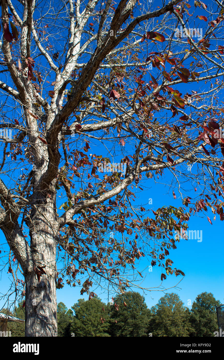 Leaves falling from tree in autumn Stock Photo