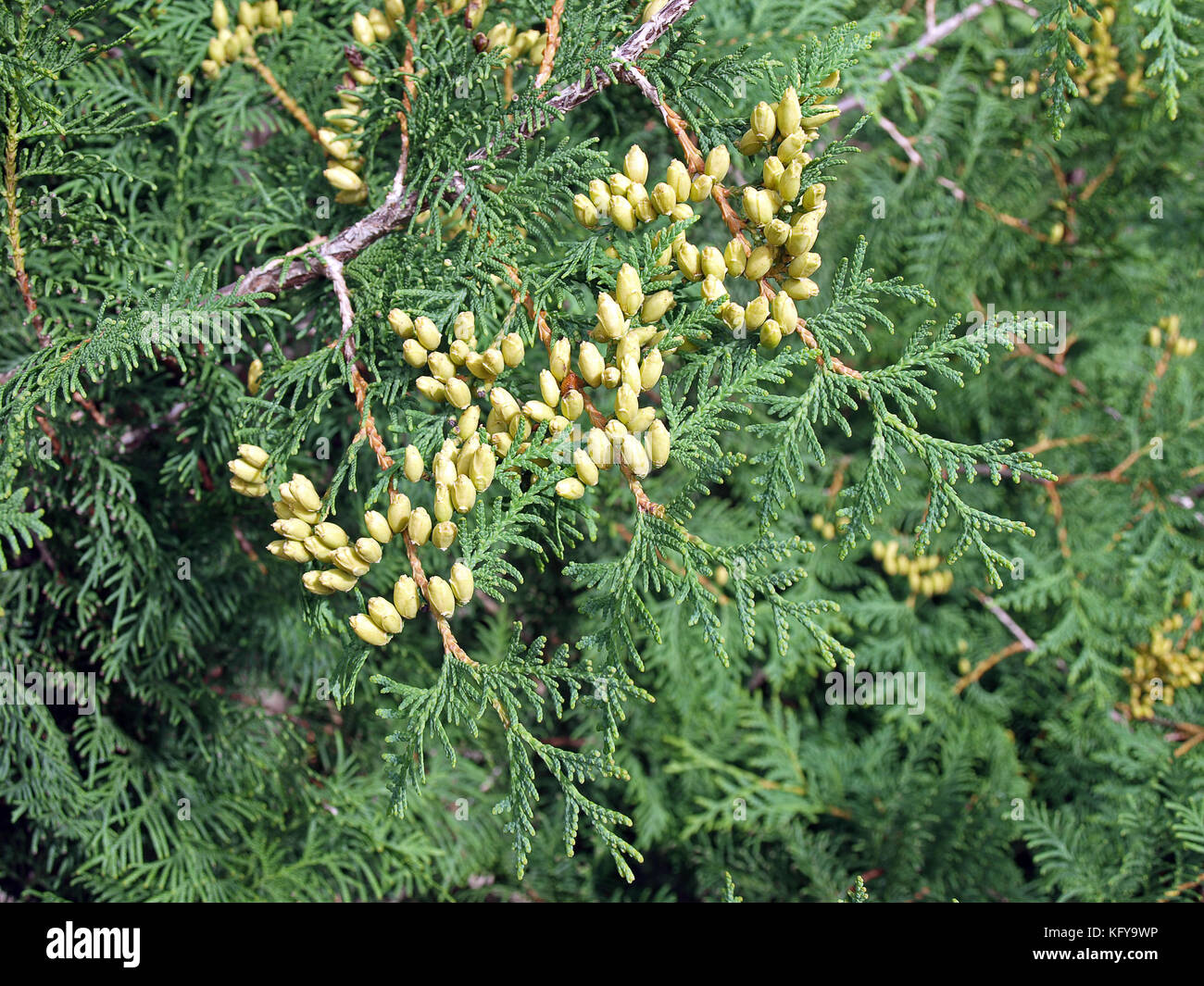 Arborvitae thuja shrub with lot of seed pods Stock Photo