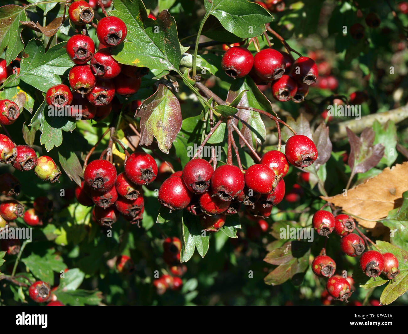 Barberry shrub hi-res stock photography and images - Alamy