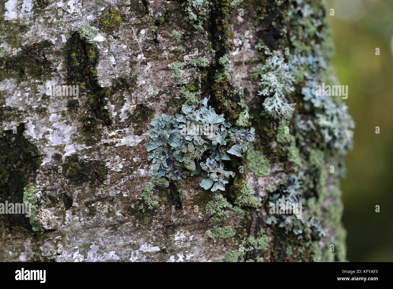 Lichen / Lichen growing on the tree Stock Photo Alamy