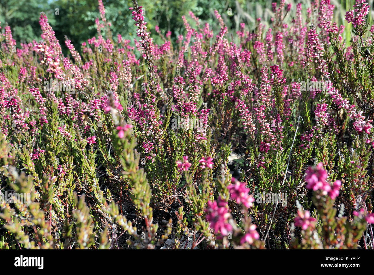 erica flower (ericaceae)  in garden. macro. Stock Photo
