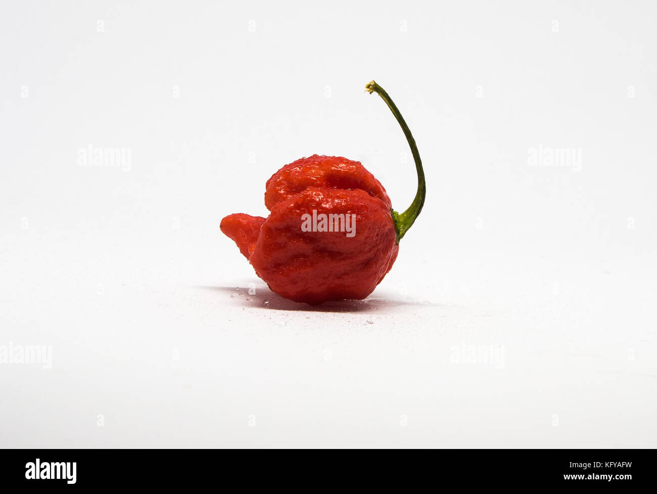 Single Carolina reaper ghost chilli on white background, side view Stock Photo