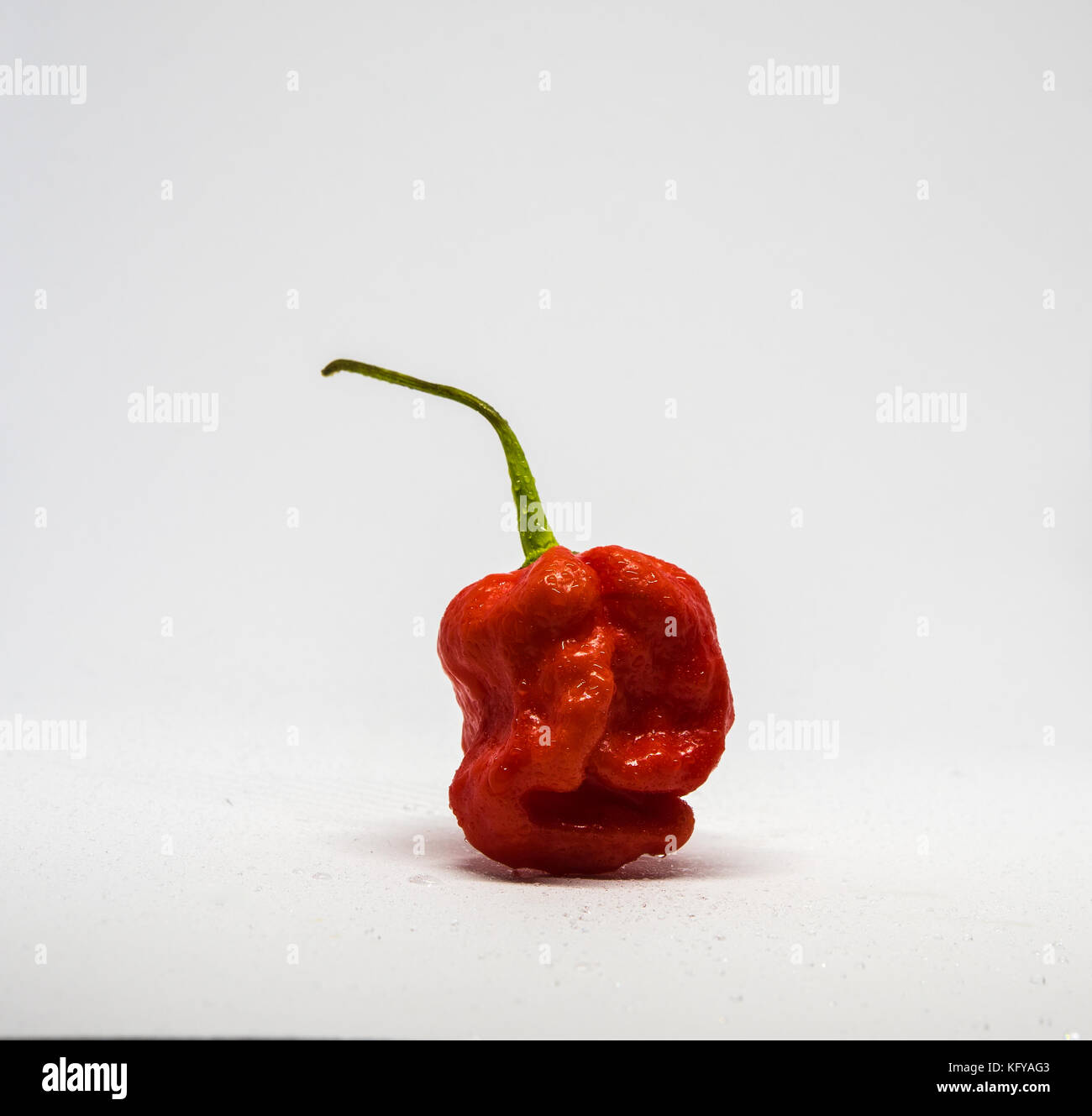 Single Carolina reaper ghost chilli on white background, front view Stock Photo
