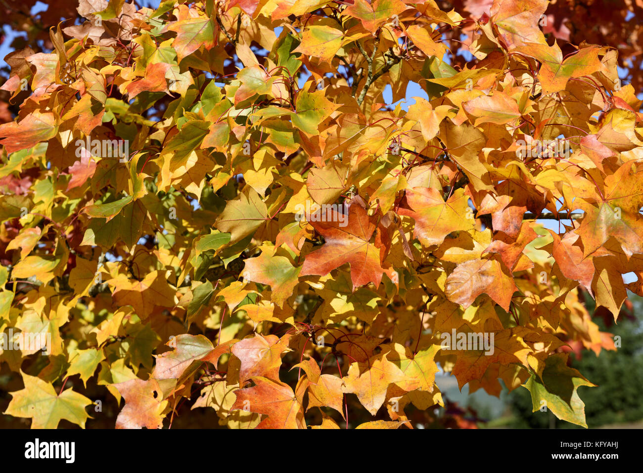 Fall Colors of Pacific Sunset Maple Trees, Marion County, Western ...