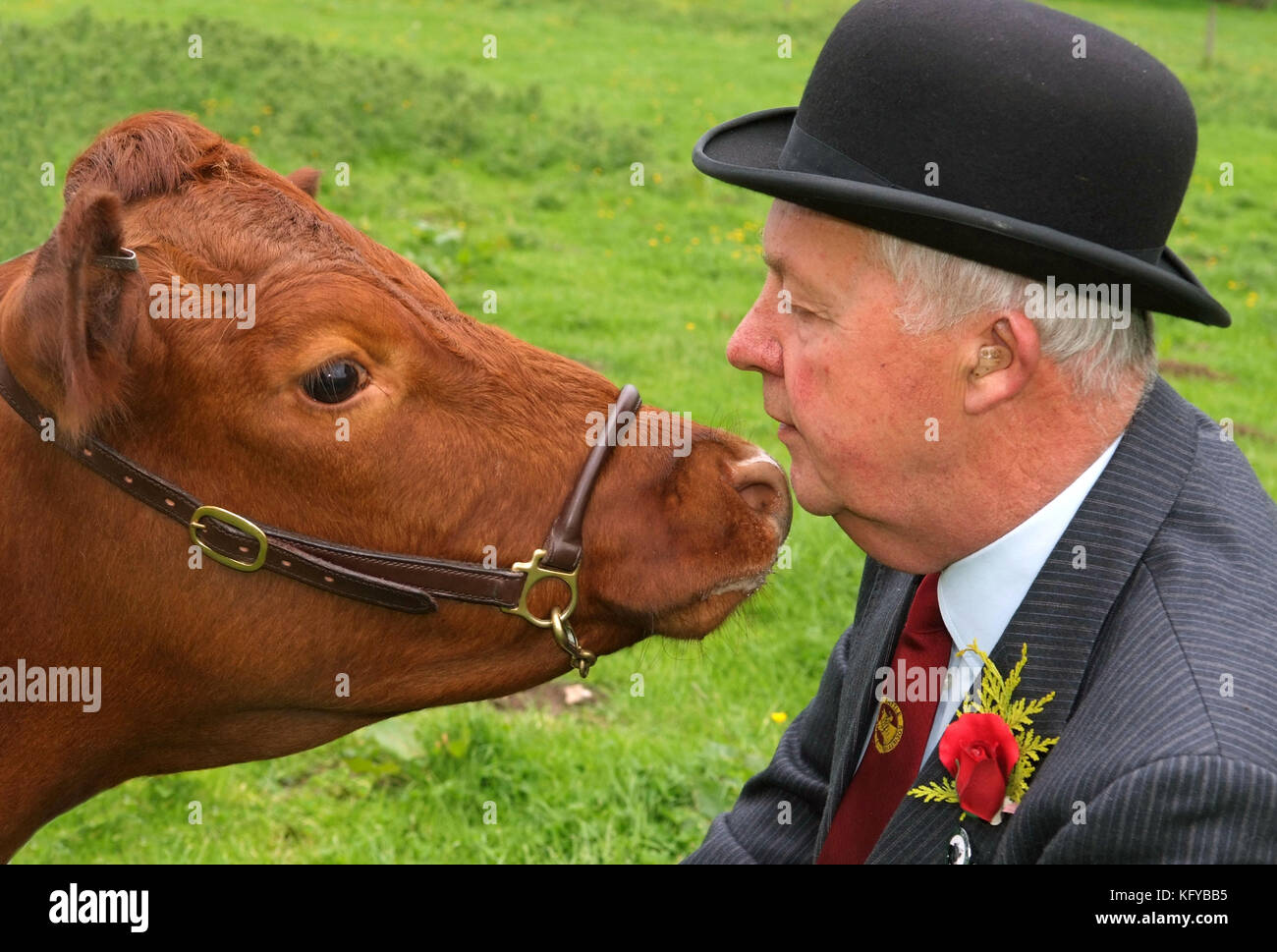 George Godber (cattle show judge) in his judging clothes, at home , in Holberrow Green, nr.Redditch, with one of his Dexter cows Stock Photo