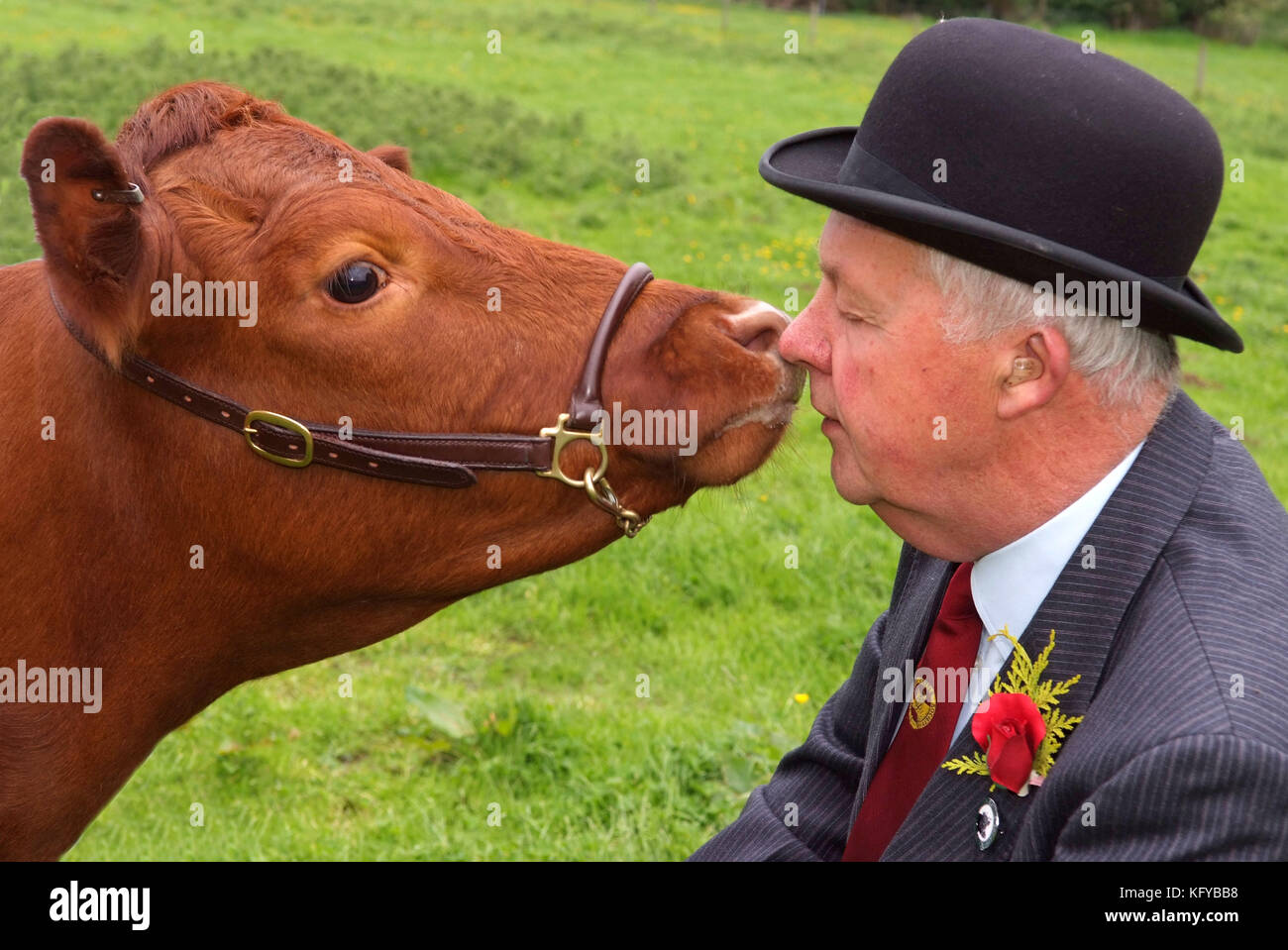 George Godber (cattle show judge) in his judging clothes, at home , in Holberrow Green, nr.Redditch, with one of his Dexter cows Stock Photo