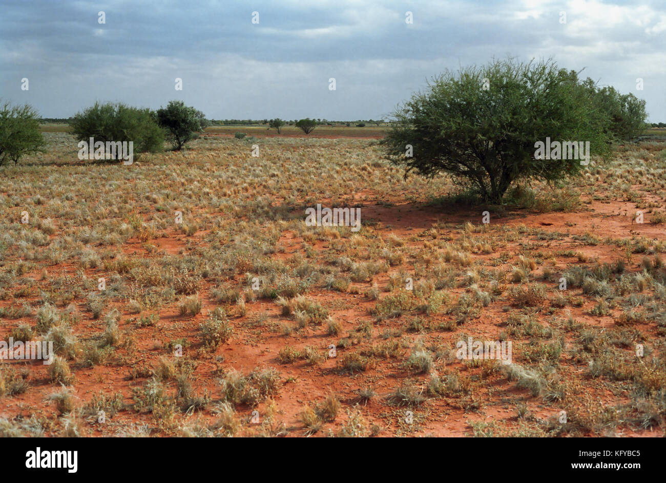 An empty mulga scrub landscape between Wanaaring and Tibooburra
