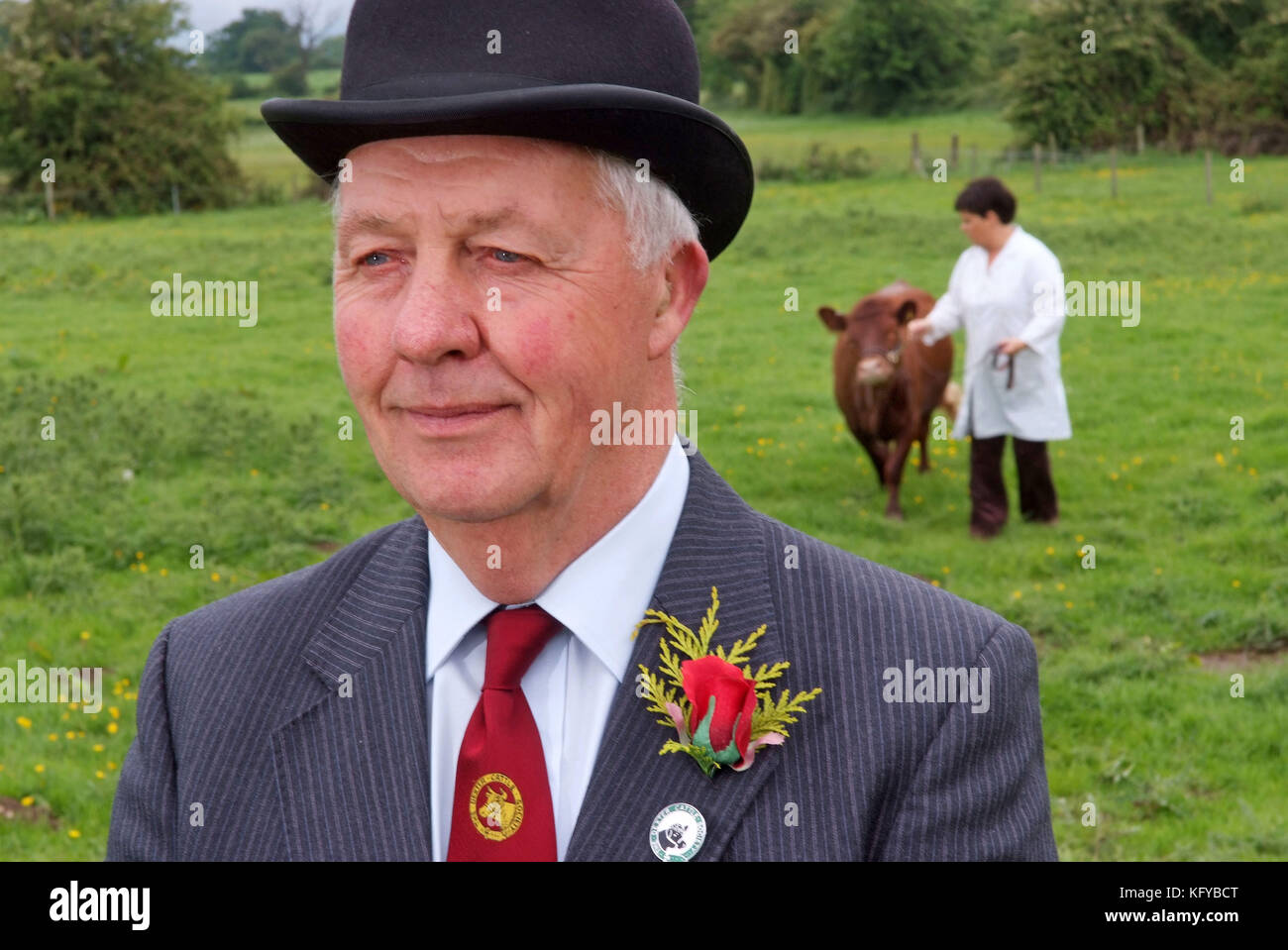 George Godber (cattle show judge) in his judging clothes, at home , in Holberrow Green, nr.Redditch, with one of his Dexter cows Stock Photo