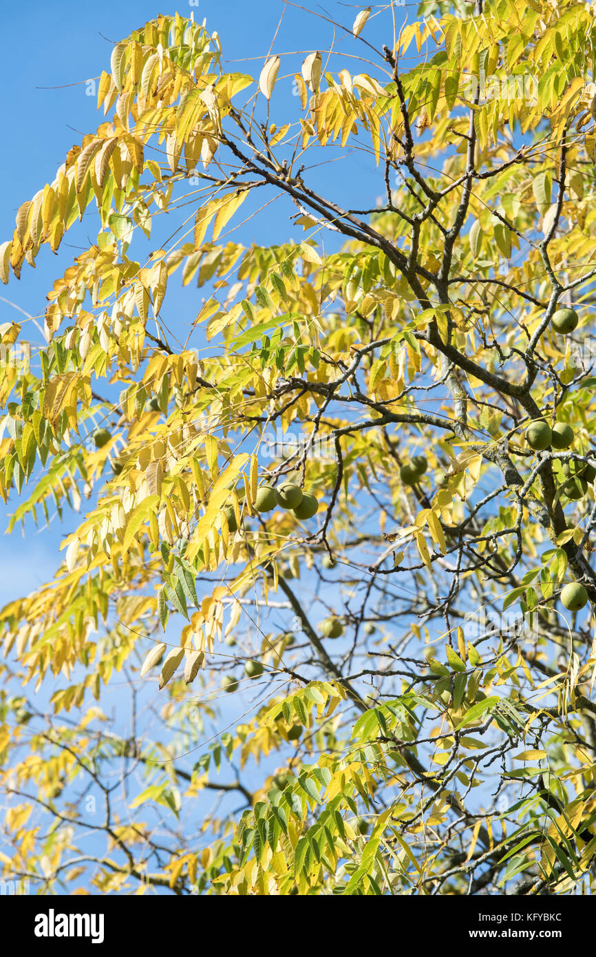 Juglans nigra. Eastern black walnut fruit and leaves and in autumn against a blue sky. UK Stock Photo