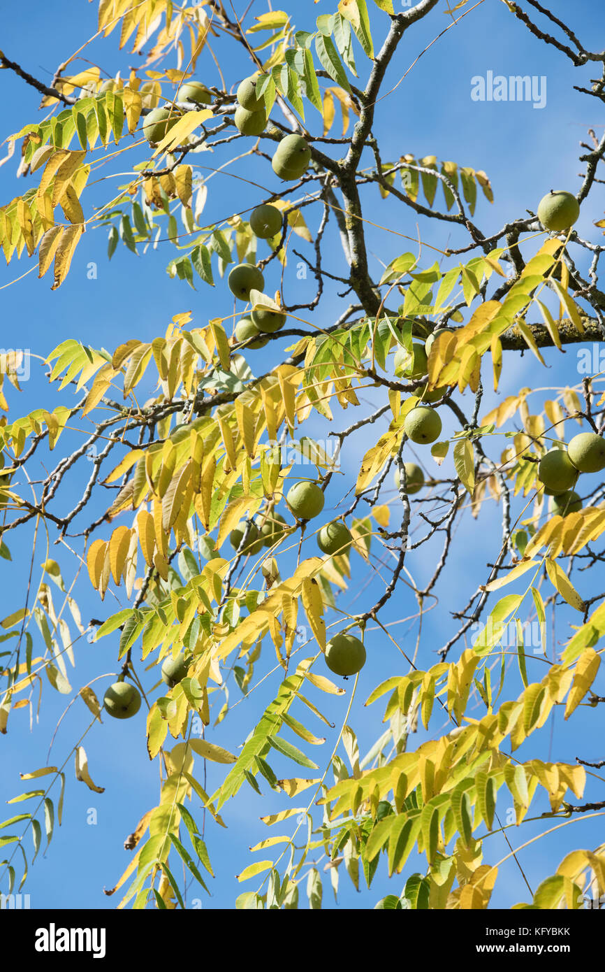 Juglans nigra. Eastern black walnut fruit and leaves and in autumn against a blue sky. UK Stock Photo