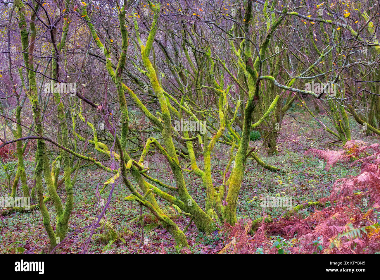 Castle Semple, Lochwinnoch, ScotlandOctober 28, 2017 Nature Trail at