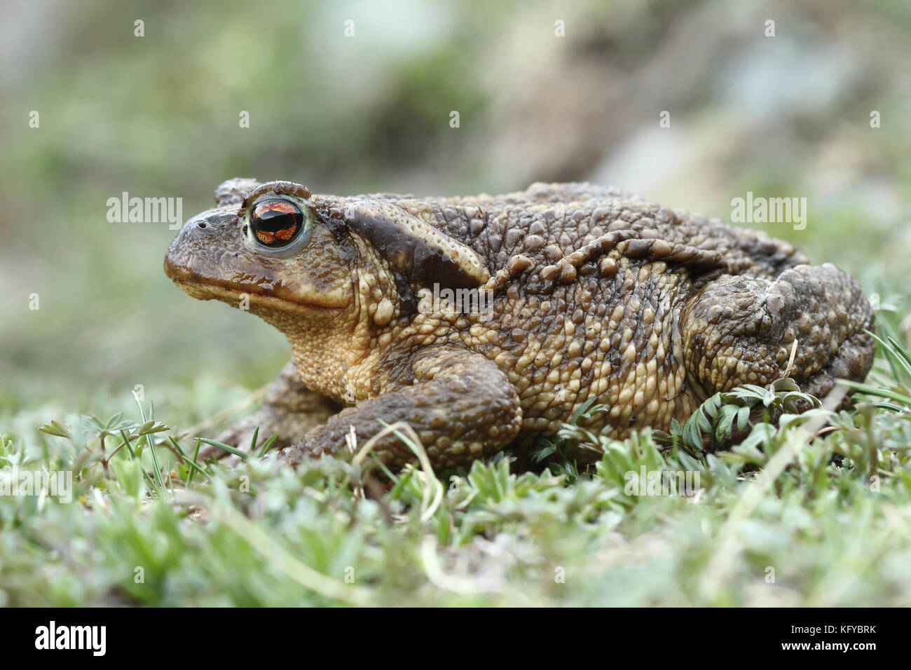 Common Toad (Bufo spinosus) Stock Photo