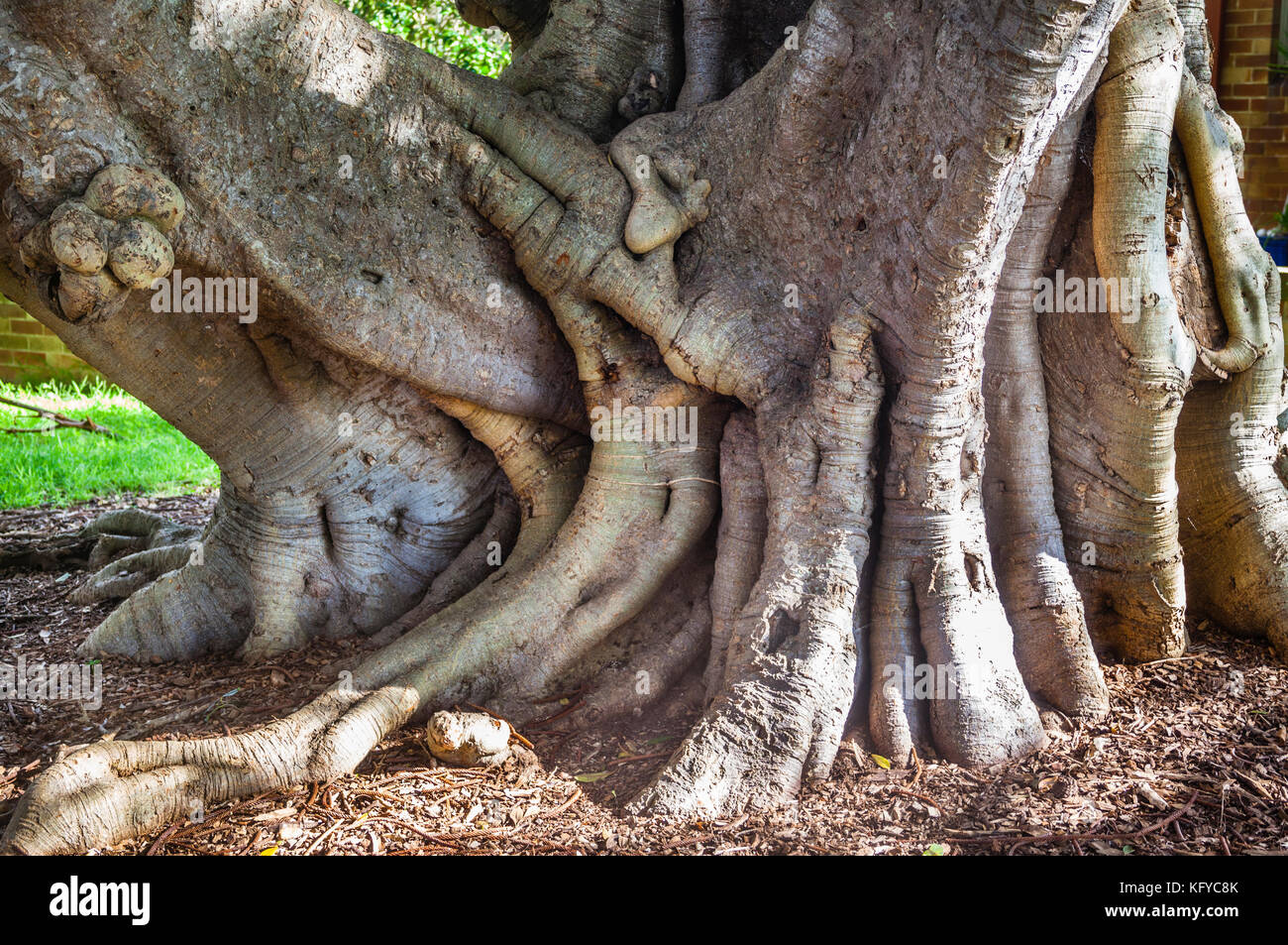 Huge buttress roots of a Moreton Bay Fig on the shores of Brisbane Water at Woy Woy, Central Coast, New South Wales, Australia Stock Photo
