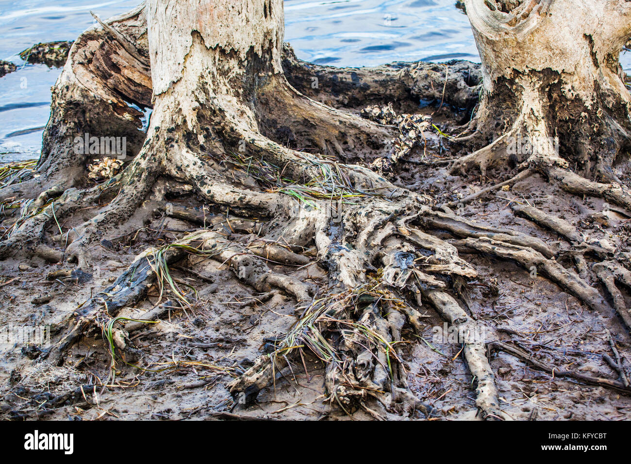 Australia, New South Wales, Central Coast, Woy Woy, dead mangrove trees at the shores of Brisbane Water Stock Photo
