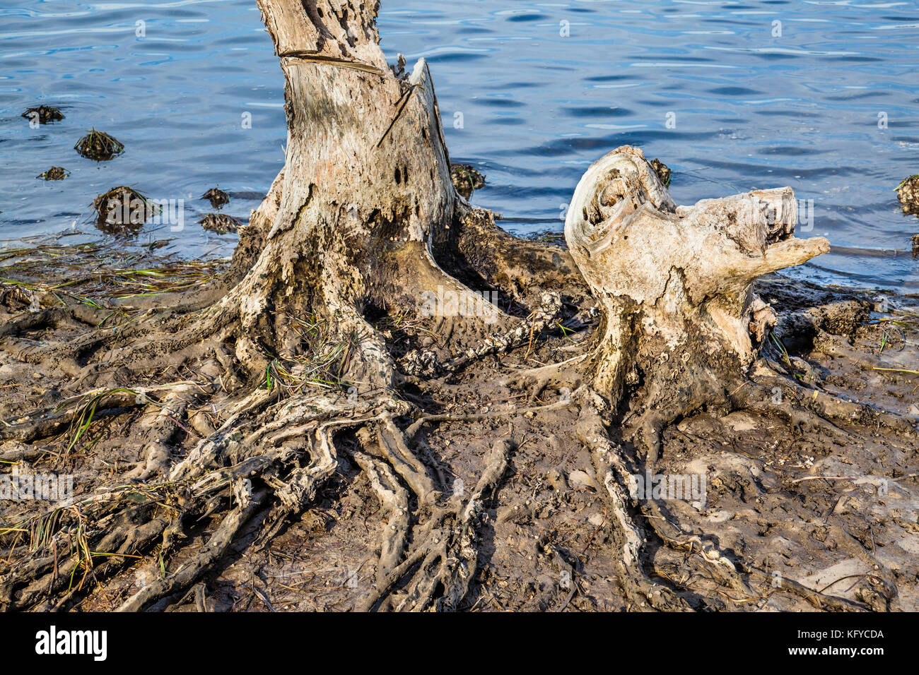 Australia, New South Wales, Central Coast, Woy Woy, dead mangrove trees at the shores of Brisbane Water Stock Photo