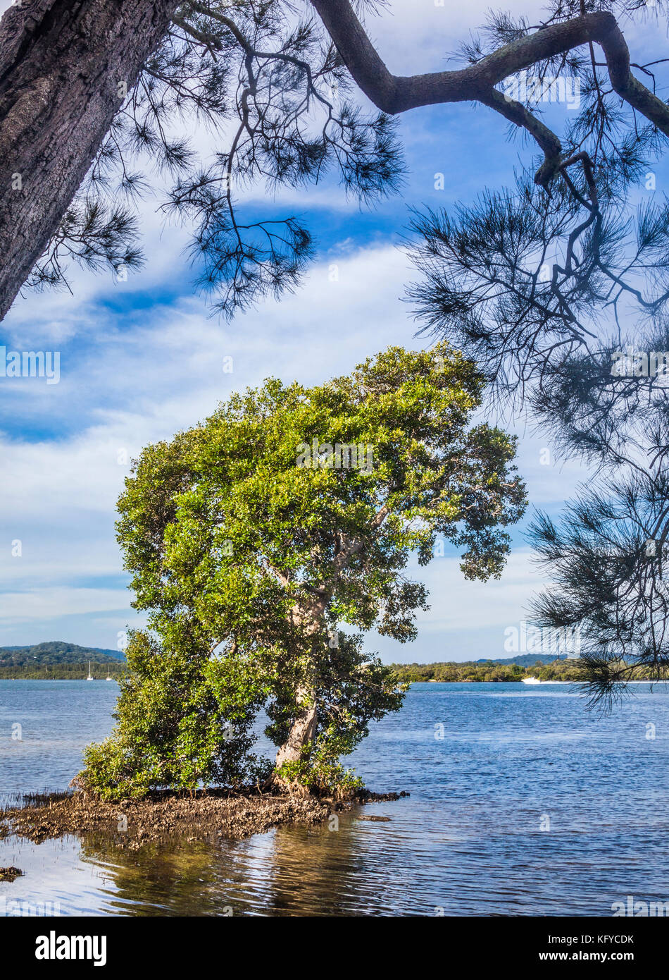 Australia, New South Wales, Central Coast, Woy Woy, huge mangrove tree at the shores of Brisbane Water Stock Photo