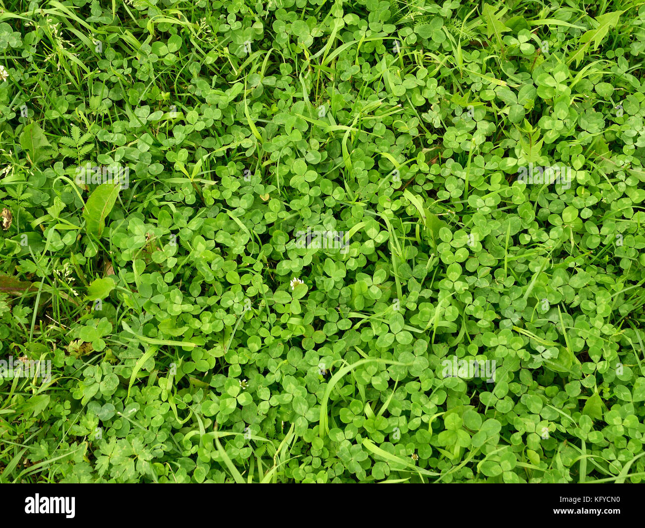 Silenen grass,various species growing on the field. Stock Photo