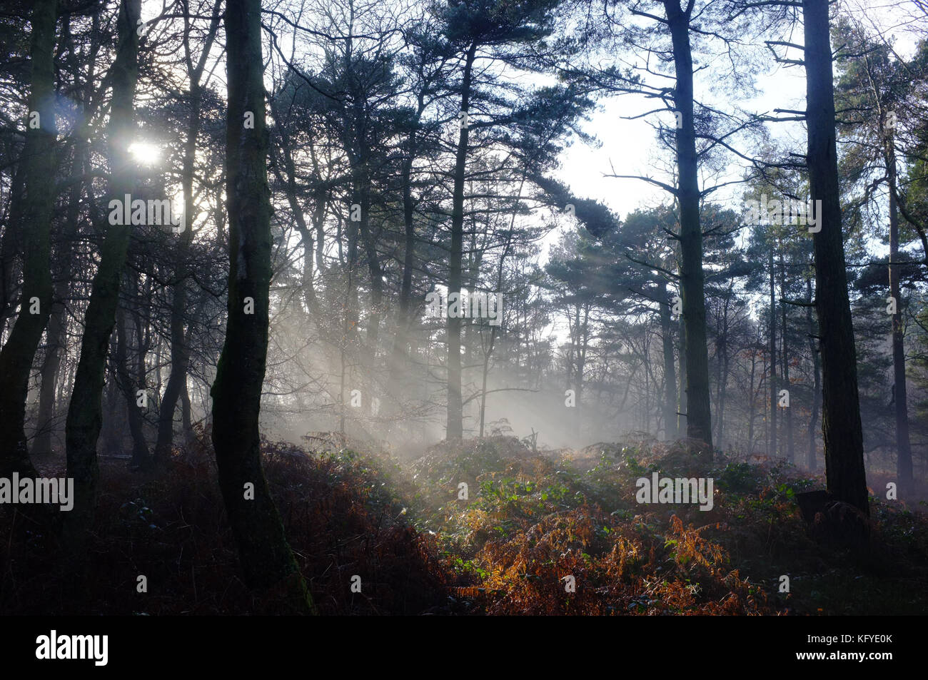The rays of the morning sun shine through a misty forest in Surrey. Stock Photo