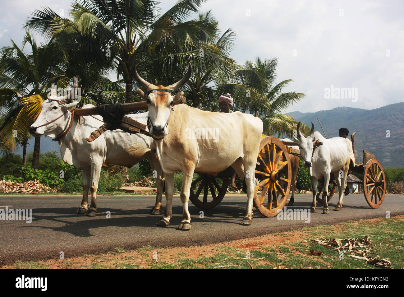 Convoy of traditional Indian bullock carts on the highway in rural