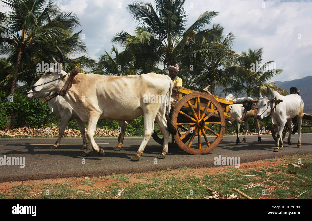 Convoy of traditional Indian bullock carts on the highway in rural