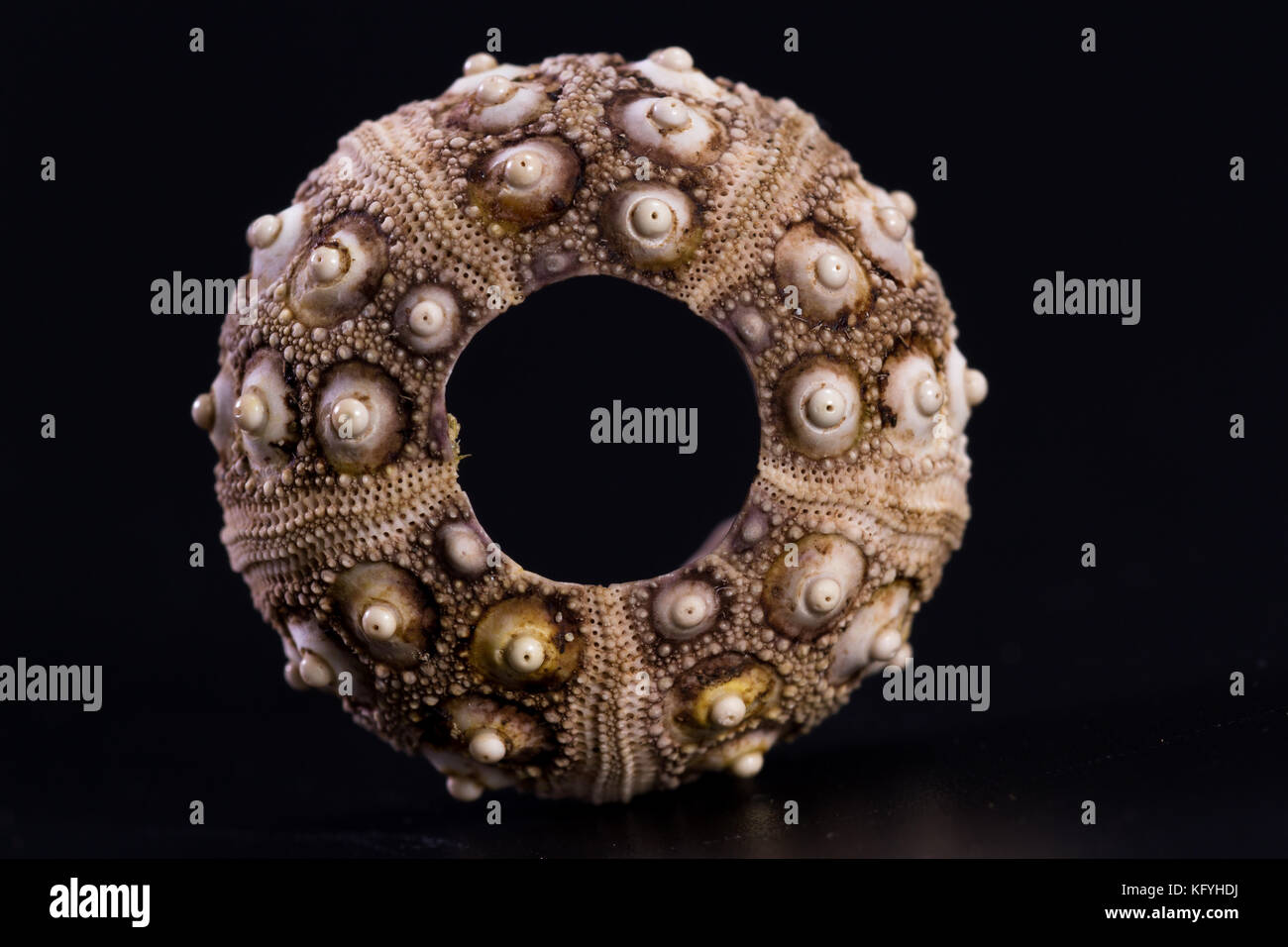 Beautiful details in the pattern of an empty sea shell on a dark background Stock Photo