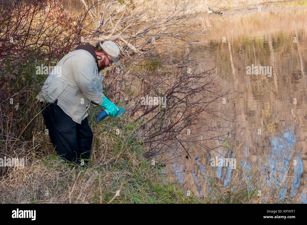 Little Canada, Minnesota. Gervais Mill Park. A water resources technician controlling the spread of Reed canary grass. He sprays his glove with a chem Stock Photo