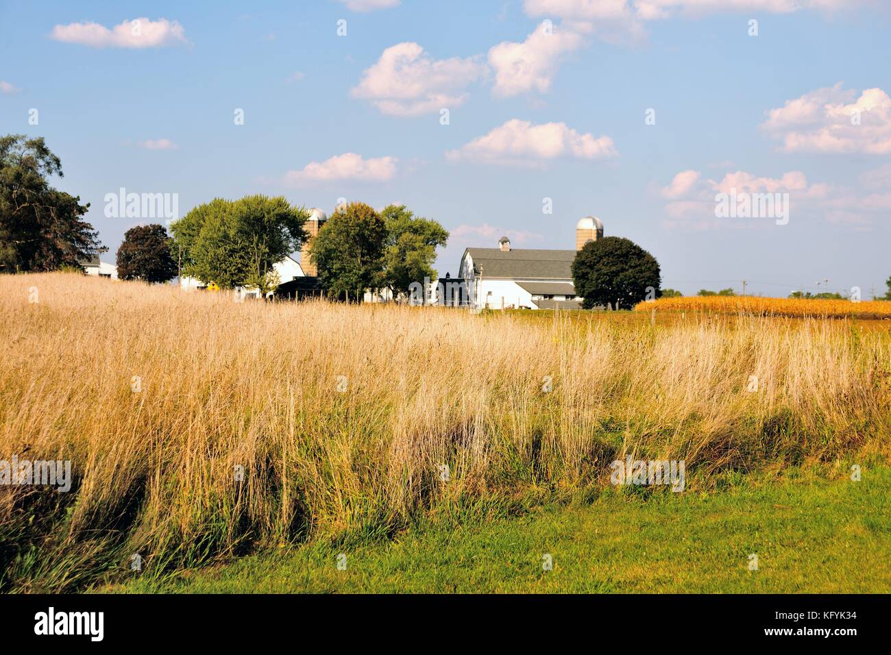 A large cluster of prairie grass growing on land that fronts a large