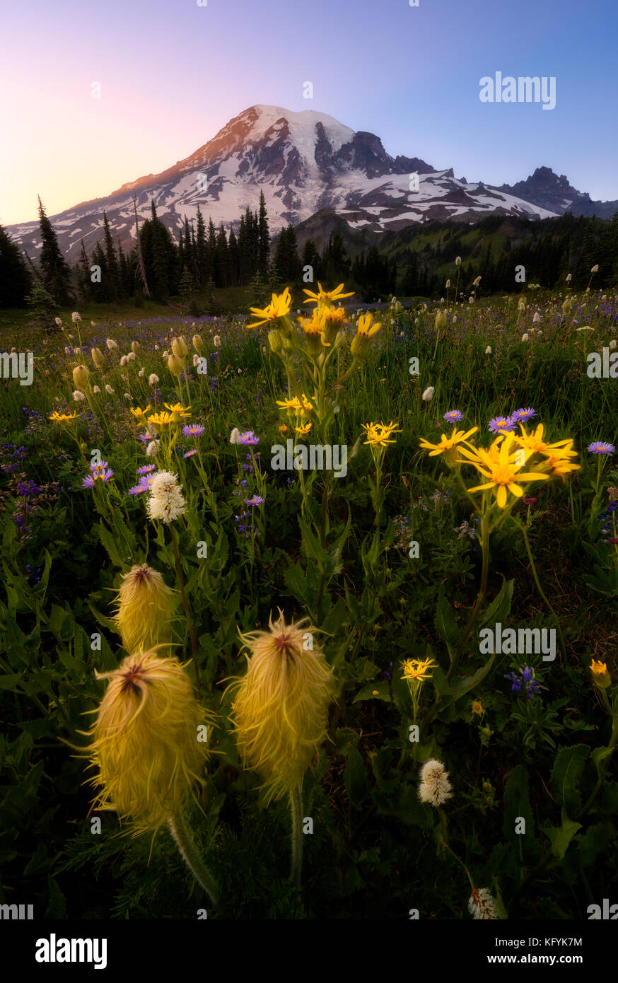 Varity of wildflowers in Mount Rainier National Park, Washington. Summer blooming. Close up shot. Stock Photo