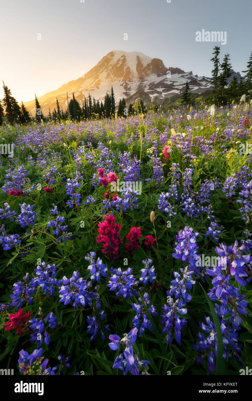 Varity of wildflowers in Mount Rainier National Park, Washington. Summer blooming. Close up shot. Stock Photo