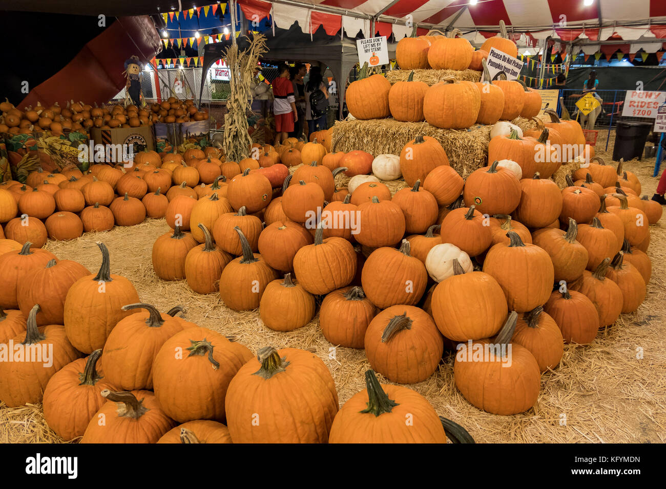 Pasadena, OCT 26 Many Pumpkins selling at a pumpkin patch on OCT 26, 2017 at Pasadena, Los