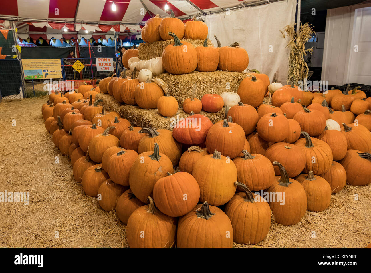 Pasadena, OCT 26 Many Pumpkins selling at a pumpkin patch on OCT 26, 2017 at Pasadena, Los