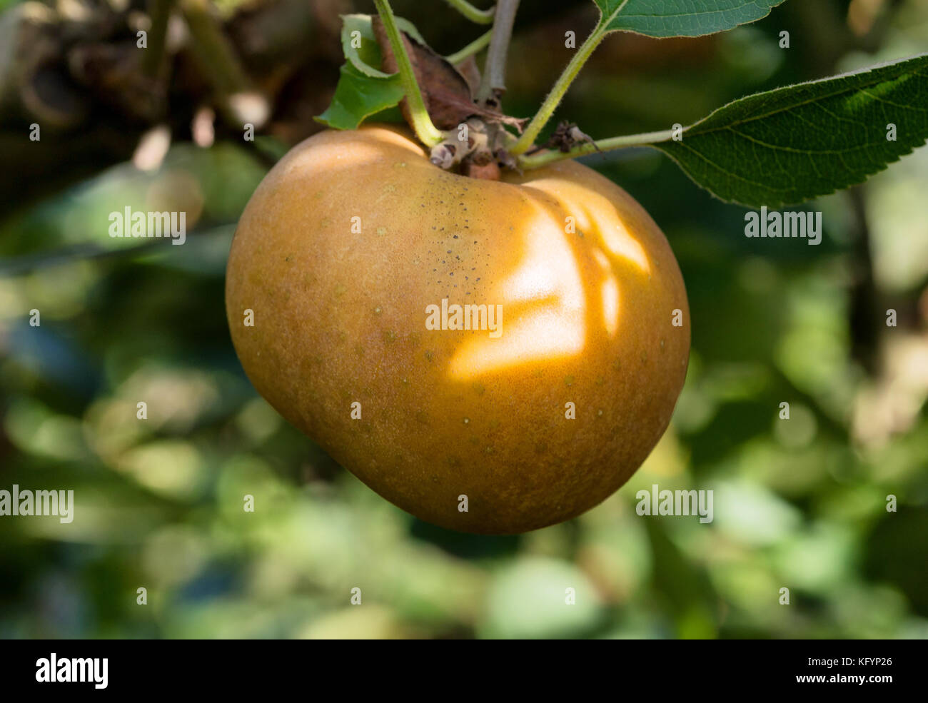 a yellow apple growing on tree in the orchard Stock Photo - Alamy