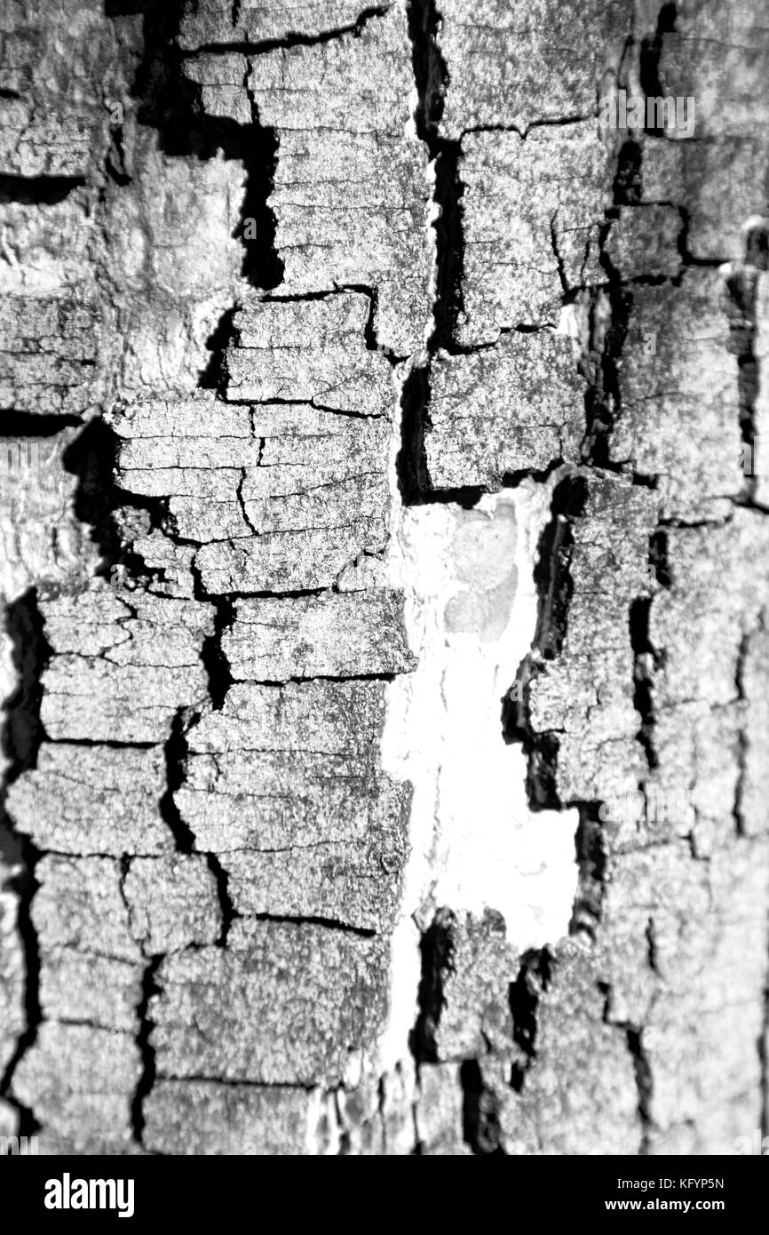 abstract texture of a surface tree like background grain Stock Photo