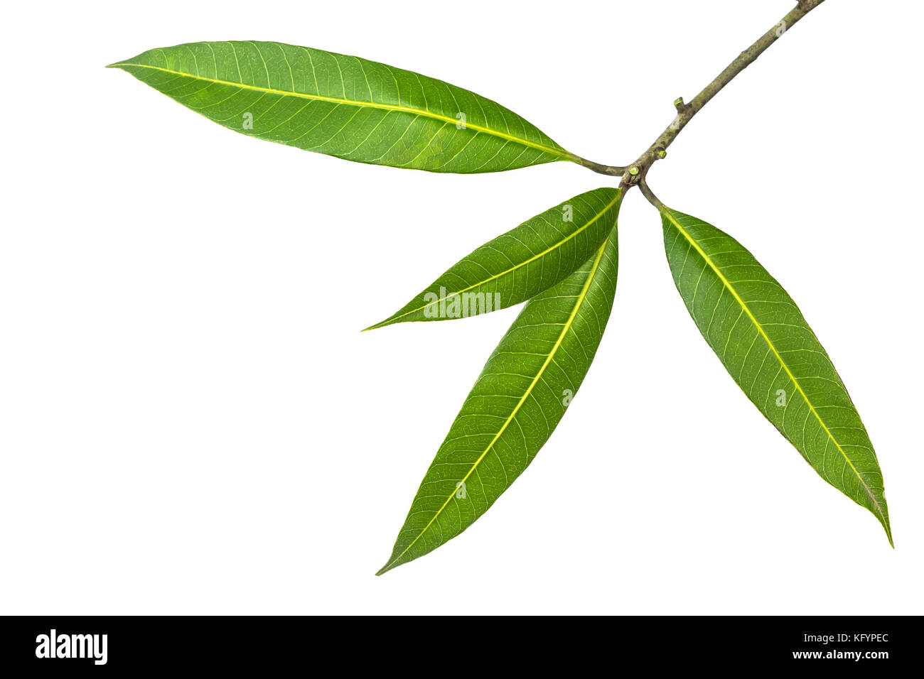 A photo of mango leaf on isolate white background Stock Photo Alamy