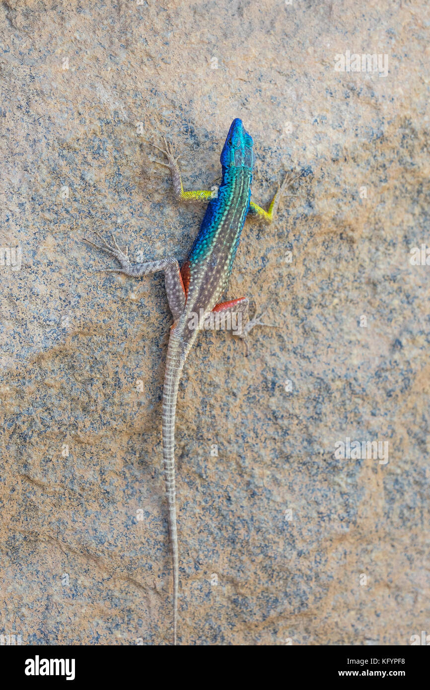 A Broadley’s flat lizard, locally known as the Augrabies flat lizard, sunning itself on a rock at Augrabies Falls National Park in South Africa. Stock Photo