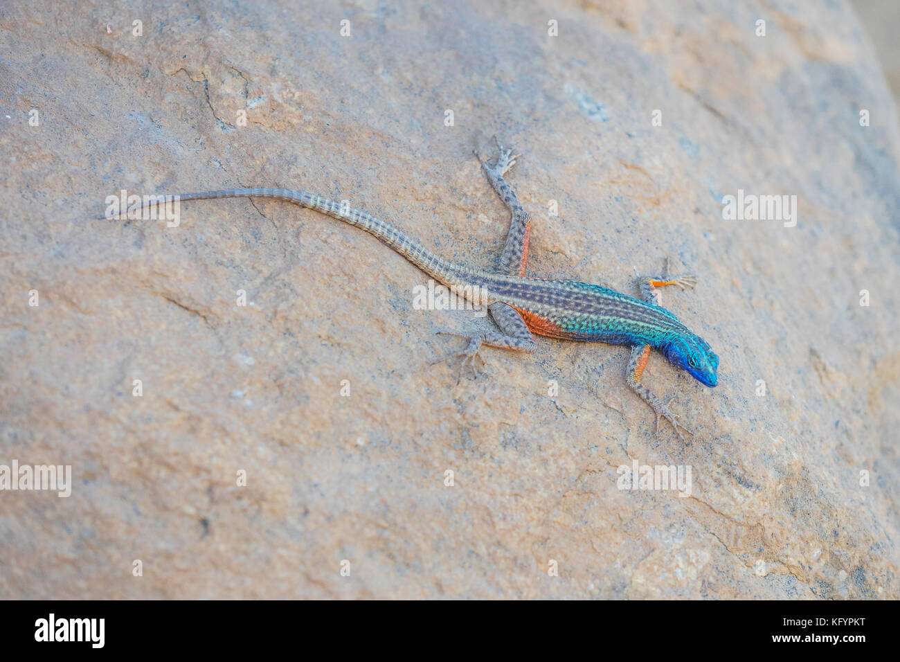 A Broadley’s flat lizard, locally known as the Augrabies flat lizard, sunning itself on a rock at Augrabies Falls National Park in South Africa. Stock Photo