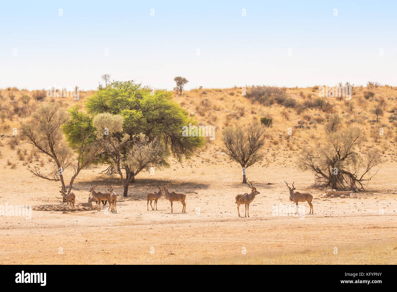 A bachelor herd of kudu and a gemsbok at a waterhole in the Kgalagadi Transfrontier Park, situated in the Kalahari Desert which straddles South Africa Stock Photo
