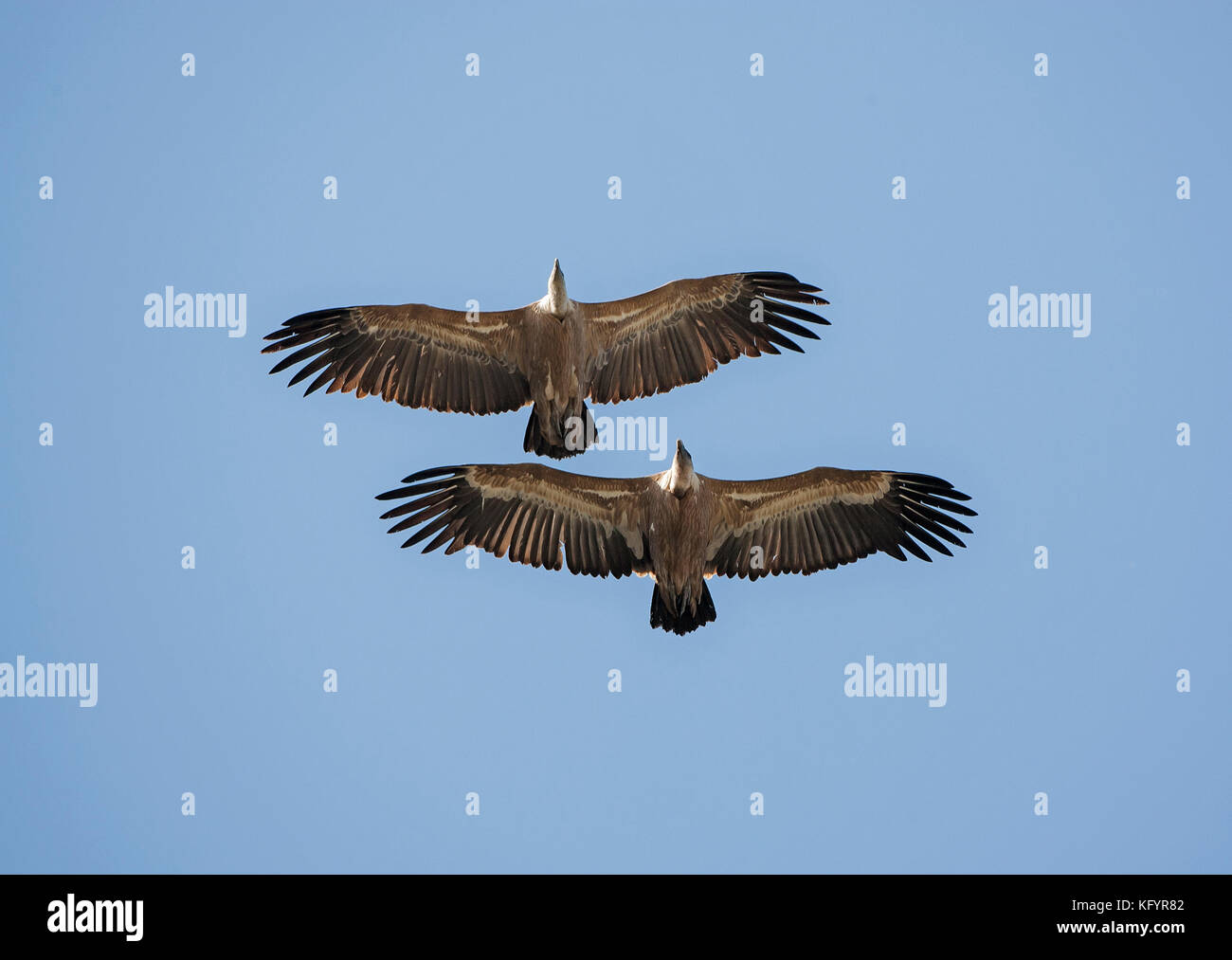 Griffon vultures flight Ronda spain Stock Photo