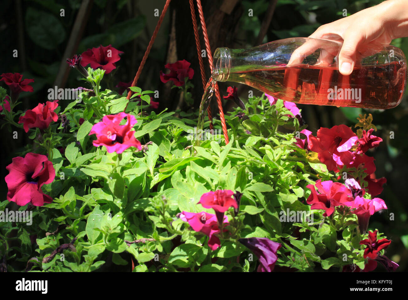Female hand pours petunias in a pot with fertilizer prepared at home