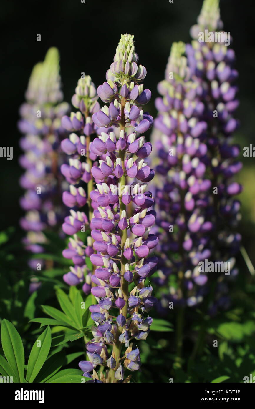 Beautiful wild lupine flowers hi-res stock photography and images - Alamy